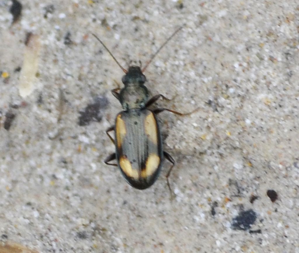 Ocydromus tergluensis? O. cfr. femoratus, Carabidae